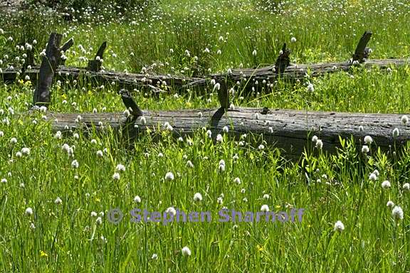 meadow with logs graphic